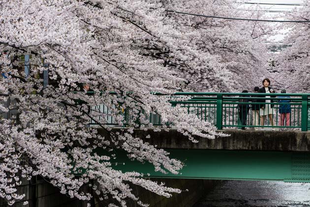 櫻花