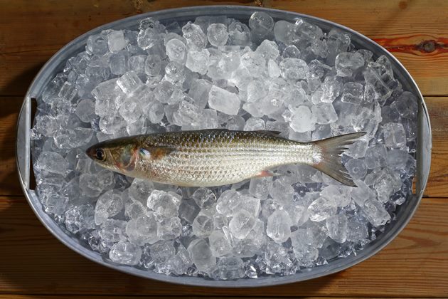 幸福台灣味-烏魚-烏魚子-食材-信魚-神農獎-洄游-養殖漁業