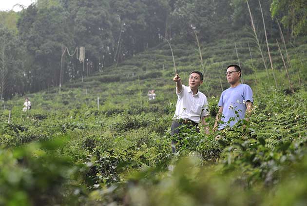 幸福台灣味-烏龍茶-台灣茶-製茶-氣泡烏龍-王德傳茶莊-王俊欽-王雅玲-品牌經營