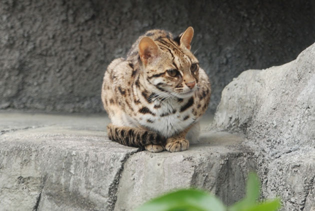 野生動物保-狩獵-原住民