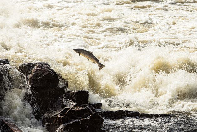 台灣養鮭魚不是夢：廢核帶來意外的「禮物」