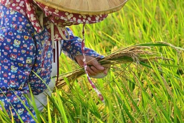只剩「千歲團」爺奶在撐！台灣農地沒人可耕？