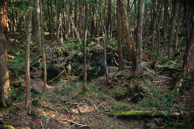 日本青木原樹海怎麼會變成「自殺森林」？