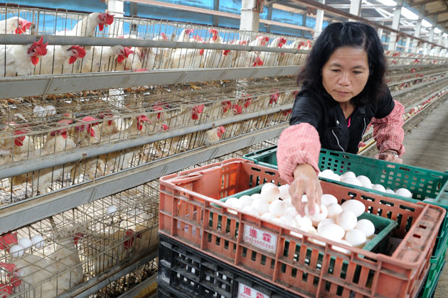 首例H7N9侵台！防疫８大問１１要點