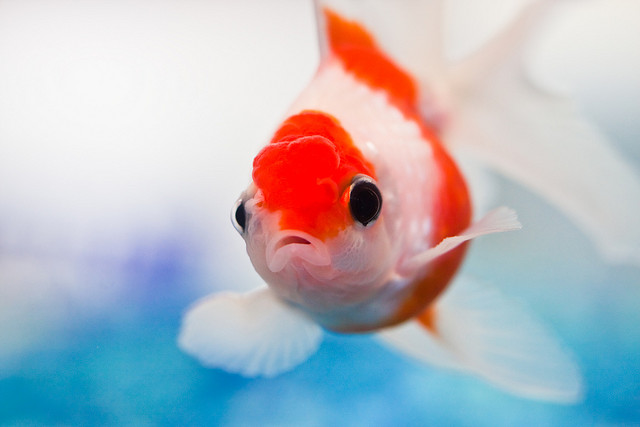 魚在水裡會不會被閃電打死？