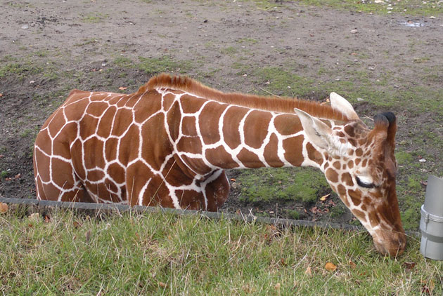 丹麥動物園-長頸鹿-動物保育-歐洲動物園協會-EAZA