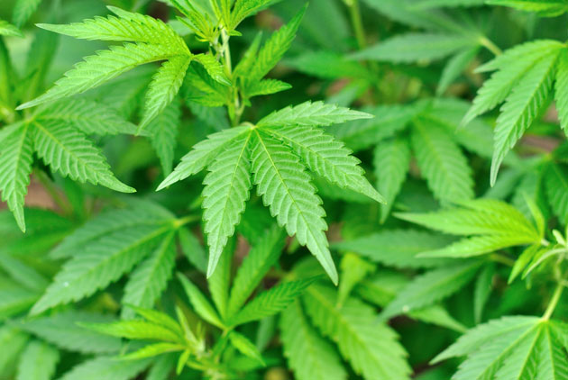 美國華盛頓州　大麻合法開賣