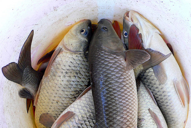 亞洲鯉魚美國成災 全因不懂吃魚