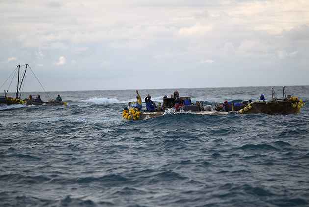 台灣秋刀魚世界第一，中國正在整套移植