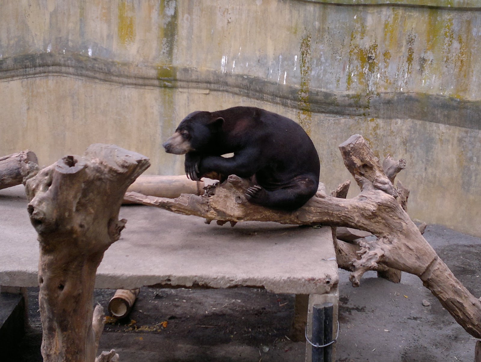 阿河-河馬-天馬牧場-動保-動物運輸-展演動物-飼養場-動物福利