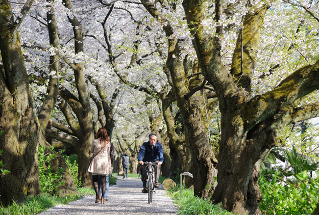 日本人小聲說：外國觀光客瘋遊日本，我的擔憂是…