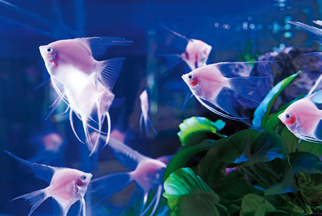 世界第一的  台灣水族王國