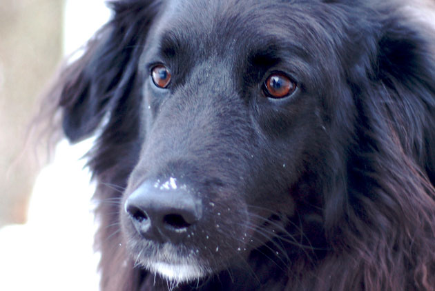 日本「嗅癌犬」查癌症　實驗準確率99.7%