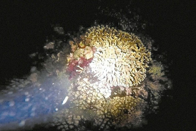 珊瑚產卵　海水冒泡　「像鍋煮沸湯圓」