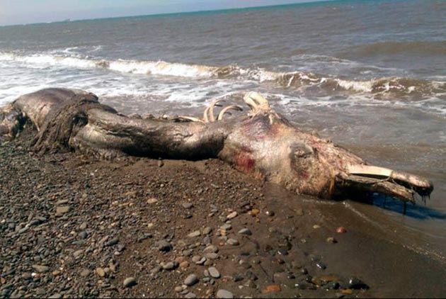 長毛鳥嘴怪獸沖上俄國海岸　專家疑惑