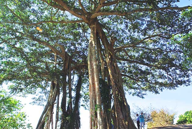 撞見「阿凡達」森林
