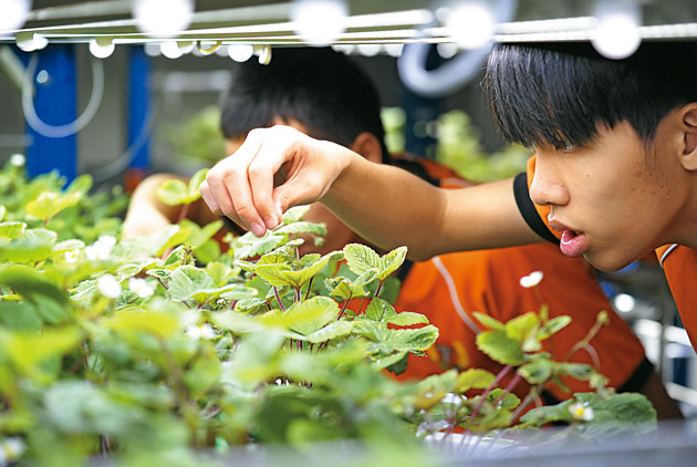 花蓮高農　首創校園植物工廠　種出有機農人才