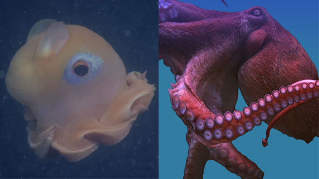 章魚