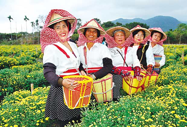 杭菊