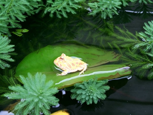 鑽石