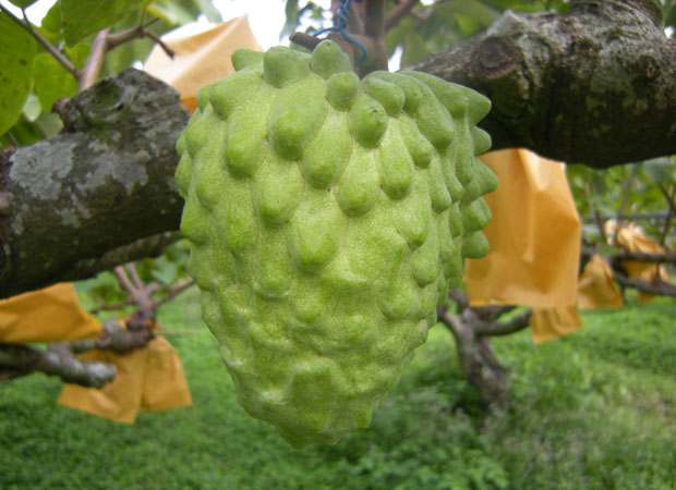 採訪後記/在台東遇見所得比法國、紐西蘭農民高的鳳梨釋迦農民|天下雜誌