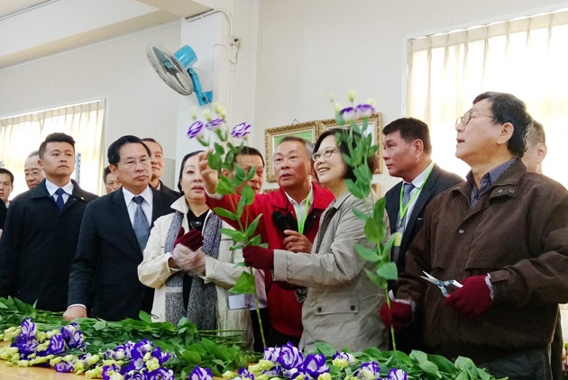 洋桔梗為何叫媽祖花？蔡英文看到什麼農業新模式？