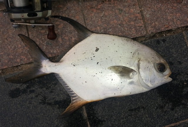 布氏鯧鰺Trachinotus blochii。
