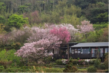 郊山的聚落與山林融合，有一種與「豪宅」、「別墅」完全不同的脫俗清麗質感。