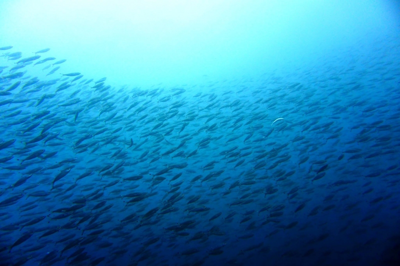 澎湖東西吉廊道的魚群。
