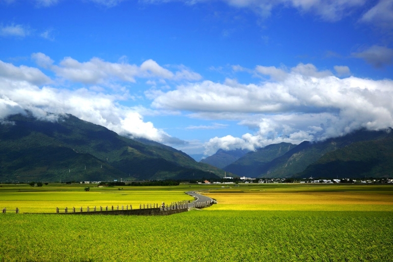 美麗的池上稻田。